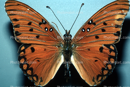 Gulf Fritillary, Butterfly, Agraulis vanillae