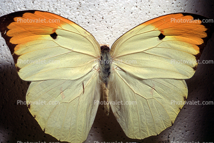 Pieridae, Butterfly