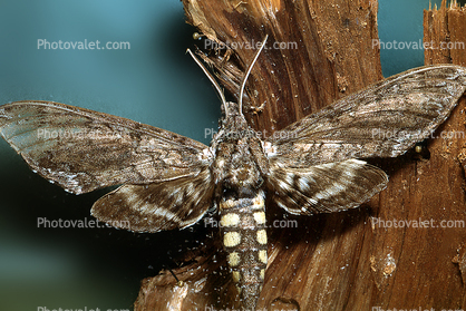 Sphynx Moth