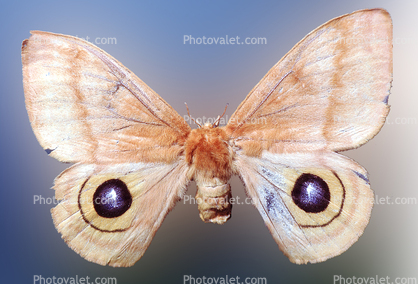 Moth, Wings, Mimicry, mimic Eyes