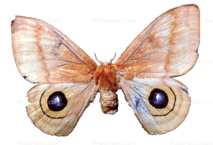 Moth, Wings, Mimicry, eyes, photo-object, object, cut-out, cutout, mimic Eyes