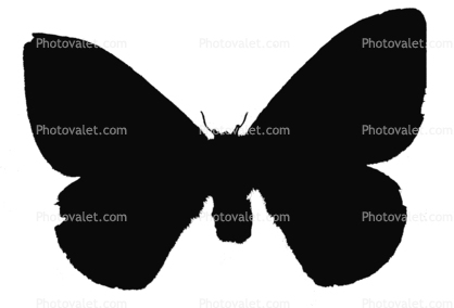 Moth Silhouette, wings, shape, logo
