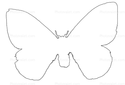Moth Outline, line drawing, shape