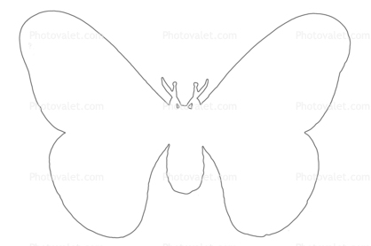 Moth outline, line drawing
