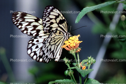 Butterfly, flower