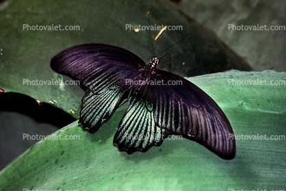 Butterfly, wings