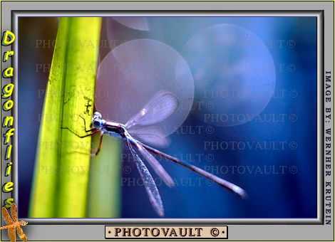 dragonfly resting on a blade of grass, Dragonfly, Anisoptera