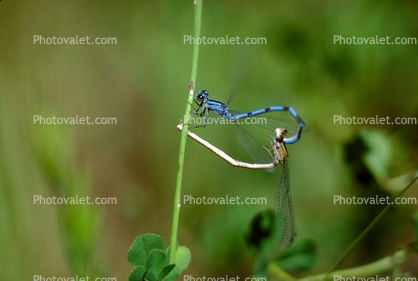 Mating Dragonfly, Dragonfly, Anisoptera