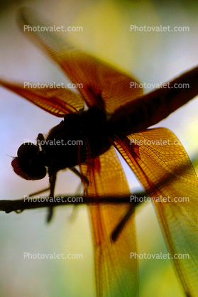Dragonfly on a twig, Dragonfly, Anisoptera