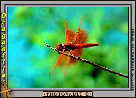 dragonfly resting on a twig, Dragonfly, Anisoptera