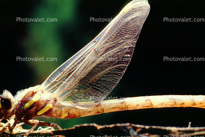 Fiore Lane, Occidental, Sonoma County, California, Dragonfly, Anisoptera