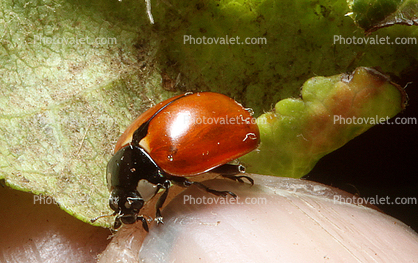 Ladybug, Apple Leaf