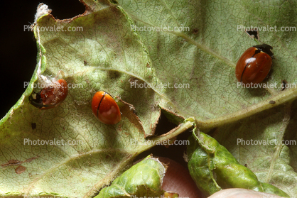 Ladybug, Apple Leaf