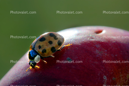 Ladybug on an Apple
