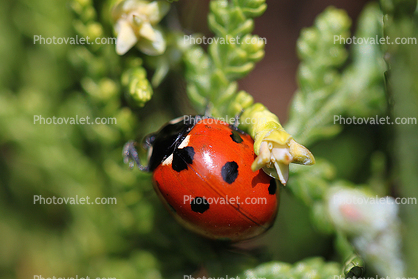 Ladybug, Sonoma County, Two-Rock