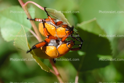 Goldsmith Beetle, (Cotalpa lanigera), Scarabaeidae, Scarab