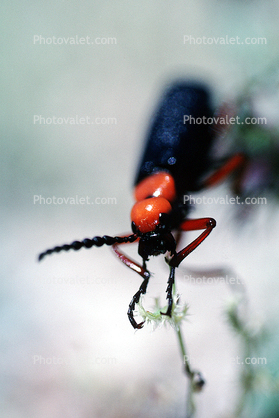 Blister Beetle, (Lytta magister), Meloidae, Meloinae