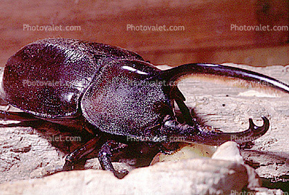 Hercules Beetle, (Dynastes hercules), Scarabaeidae, Dynastinae, horns