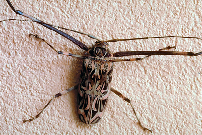 Harlequin Beetle, (Acrocinus longimanus), Cerambycidae, Lamiinae, Acrocinini, longhorned