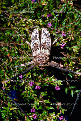 Harlequin Beetle, Costa Rica