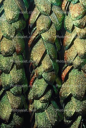 Green Wings scarab jewlery