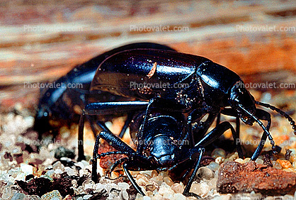Ground Beetles, Carabidae