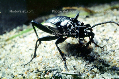 Two-spotted ground beetle, (Thermophilum homoplatum), Anthiinae, Anthiini, ground beetle