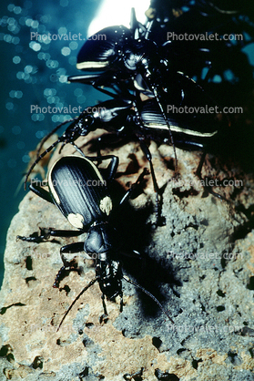 Two-spotted ground beetle, (Thermophilum homoplatum), Anthiinae, Anthiini, ground beetle