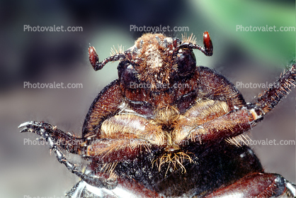 Dung Beetle, Scarab