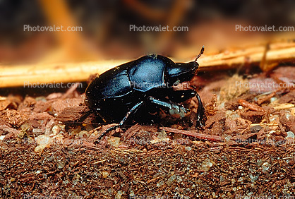 Darkling Beetle, Polyphaga, Tenebrionoidea, Tenebrionidae