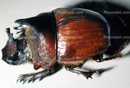 Dung Rolling Beetle