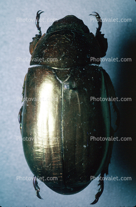Goldbug, scarab