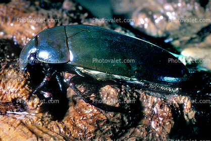Water Scavenger Beetle, Tropisternus sp