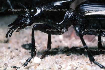 Anthia Beetle