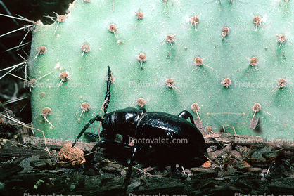 Cactus Longhorn Beetle, (Moneilema gigas), Cerambycidae, Lamiinae
