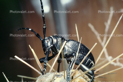 Cactus Longhorn Beetle, (Moneilema gigas), Cerambycidae, Lamiinae