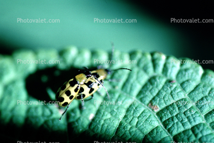Spotted Cucumber Beetle, Close-up