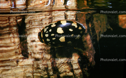Yellow Spotted Water Diving Beetle, (Thermonectus marmoratus), Adephaga, Dytiscidae, bifocal