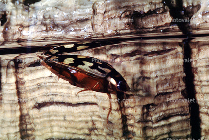 Yellow Spotted Water Diving Beetle, (Thermonectus marmoratus), Adephaga, Dytiscidae, bifocal