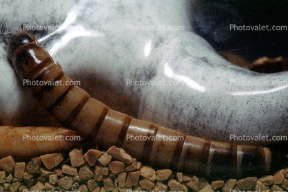 MealWorms, (Tenebrio molitor), meal worms, Tenebrionidae, Tenebrio