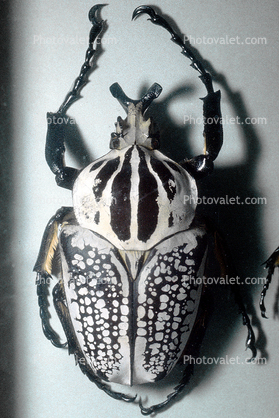 African Goliath Beetle, (Goliathus orientalus), Scarabaeidae, Cetoniinae
