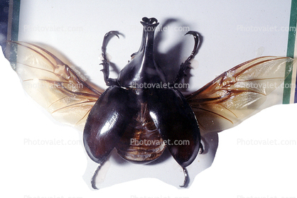 2 Horn Rhino Beetle, male, wings