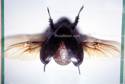 2 Horn Rhino Beetle, female, wings