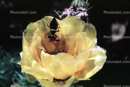 Beetle, Cactus Flower