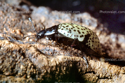 Pleasing Fungus Beetle, (Cypherotylus californicus)