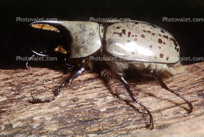 Grant's Hercules Beetle, (Dynastes granti), Scarabaeidae, Dynastinae, horn