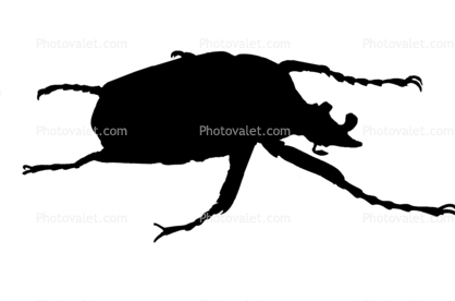 African Goliath Beetle Silhouette, (Goliathus giganteus), Scarabaeidae, Cetoniinae, logo, shape