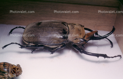 Elephant Beetle, (Megasoma elephas), Scarabaeidae, Dynastinae