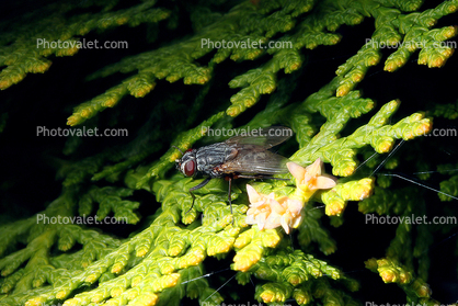 Fly Perched on an evergreen