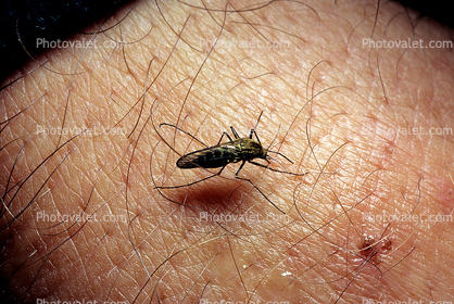 Big Bad Mosquito, Thirsty, Human Skin Texture, Hair, Alaska